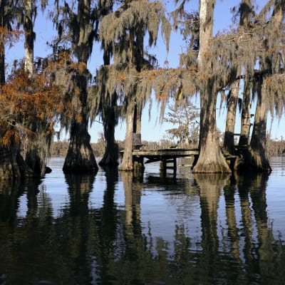 Lake Martin swamp tree house in Breaux Bridge Louisiana.