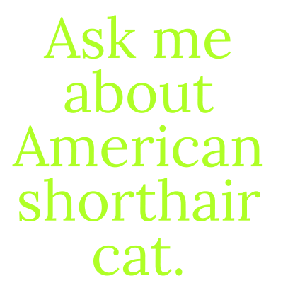 ask me about American shorthair cat
