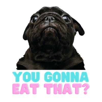 Pug you gonna eat that??