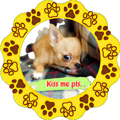 Cute Dog Chihuahua with Kiss me pls.