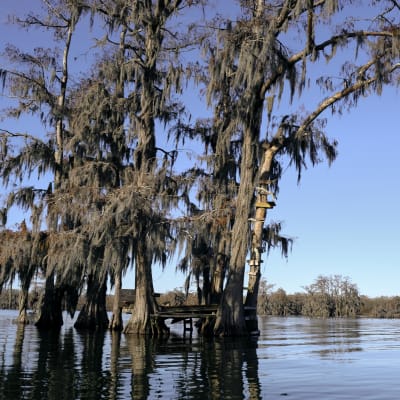 Lake Martin swamp tree house in Breaux Bridge Louisiana