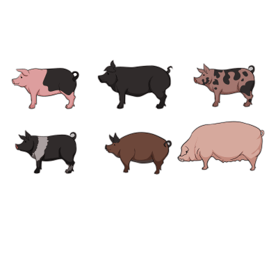 Types of Pigs Owner Cool Animal Funny Gift for Pig Lovers