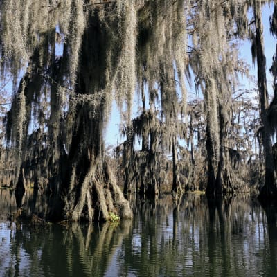 Lake Martin swamp in Breaux Bridge Louisiana.