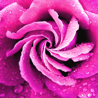 ROSES ARE PINK
