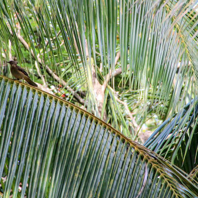 Bird sitting on a palm tree leave