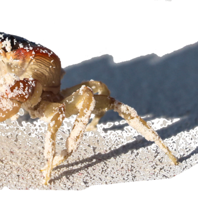 Crab running on a white beach