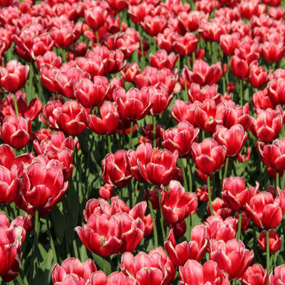 Beautiful field of red tulips flowers blooming