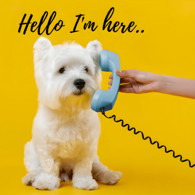 Cute Dog West Highland White Terrier with Hello