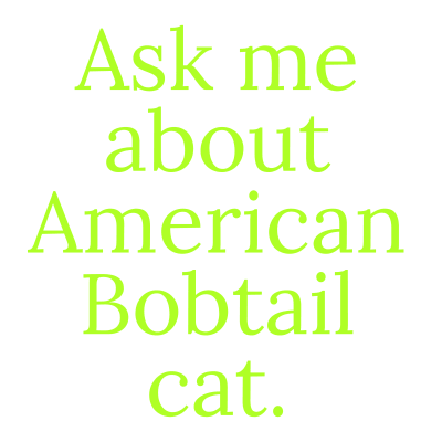 ask me about American bobtail cat