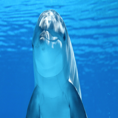Funny Cute Dolphin Smilling Underwater