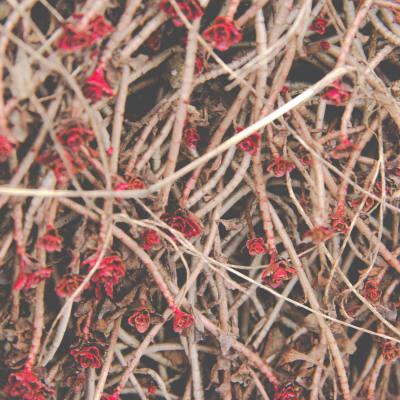 Artistic photo of red flowers with wooden branches