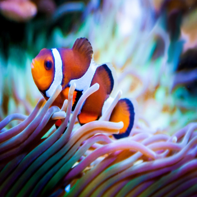 Clownfish Nemo Swimming in Coral Reef