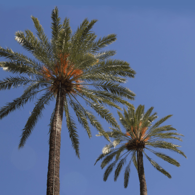Palm tree tops and a blue sky