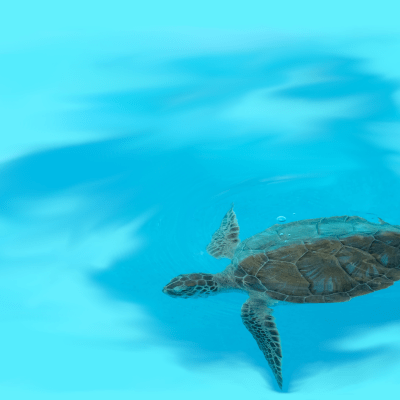 Turtle swimming in the caribbean sea
