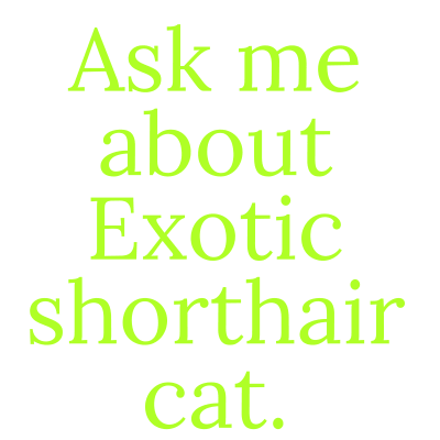 ask me about exotic shorthair cat