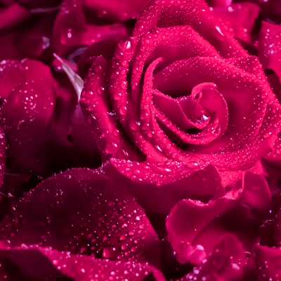 Beautiful Watered Roses