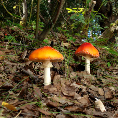 Two Toadstools (Fly Agaric)