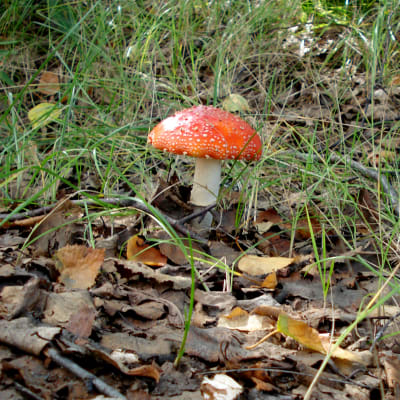Toadstool (Fly Agaric)