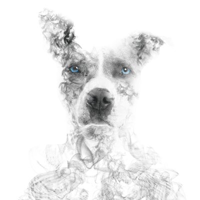 Doggo in the Smoke - Blue Eyes // Bilcos Designs