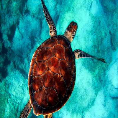Peaceful Turtle Swimming in the Ocean