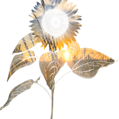 Sunset through  Sunflower