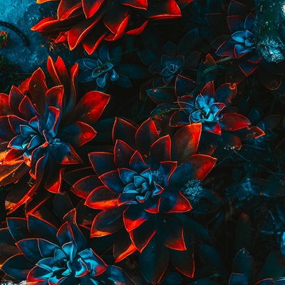 0033-blue-and-red-plants