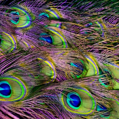 0121-green-purple-and-blue-peacock-feather-digital-wallpaper