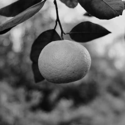 Orange Citrus Fruit Hanging From Tree Outside In The Backyard