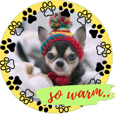Cute Dog Chihuahua with So Warm