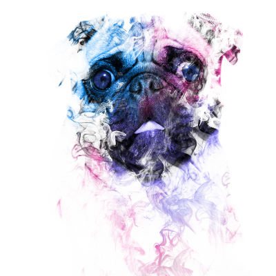 Pug in the Smoke for pug dog lovers